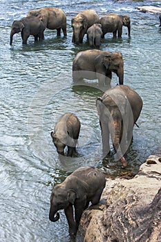 Elephants from the Pinnawala Elephant Orphanage (Pinnawela) bath in the Maha Oya River in Sri Lanka. photo