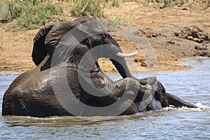 Elephants Play fighting