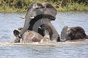 Elephants Play fighting