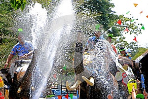 Elephants play water battle during Songkran