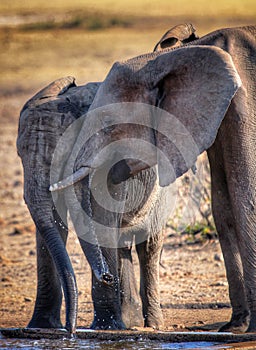 Elephants playing and drinking