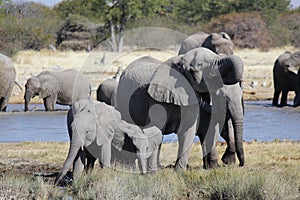 Elephants playing in a mud Etosha Namibia