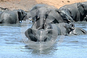 Elephants playing in muddy water