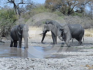 Elephants playing in muddy water