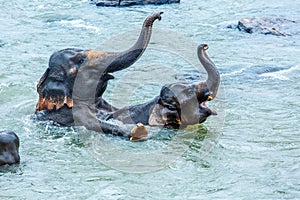 Elephants playing in the river