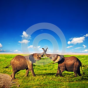 Elephants playing on savanna. Safari in Amboseli, Kenya, Africa