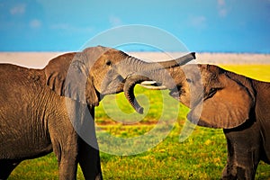 Elephants playing on savanna. Safari in Amboseli, Kenya, Africa photo