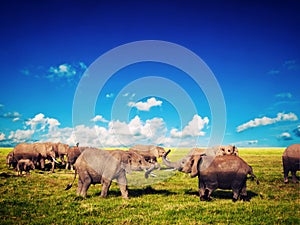 Elephants playing on savanna. Safari in Amboseli, Kenya, Africa