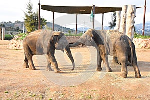 Two Elephants playing in Zoo.