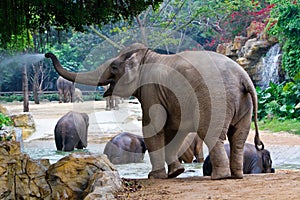 Elephants playing water