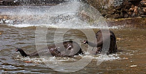 Elephants playing in water