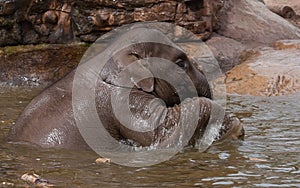 Elephants playing in water