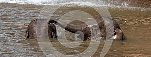 Elephants playing in water