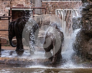 Elephants playing in water