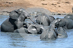 Elephants playing in water