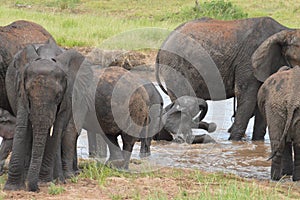 Elephants playing in the water