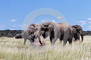 Elephants playing in a water hole