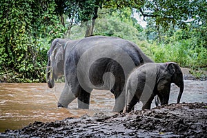 the elephants playing water in the nature