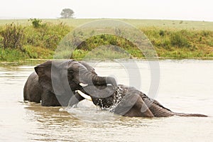 Elephants playing in the water