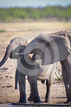 Elephants playing at waterhole in Kruger Park