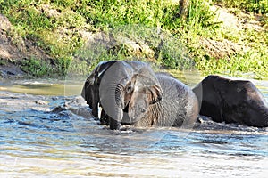 Elephants playing in the watering hole