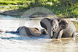 Elephants playing in the watering hole