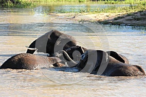 Elephants playing in the watering hole