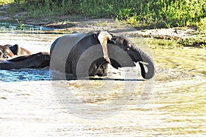 Elephants playing in the watering hole