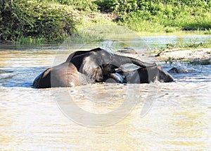 Elephants playing in the watering hole