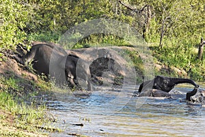 Elephants playing in the watering hole