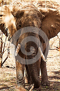 Elephants portrait