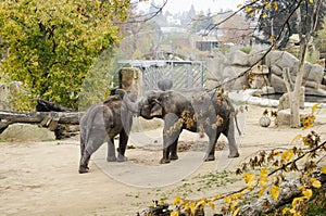 Elephants in the Prague Zoo Czech Republic