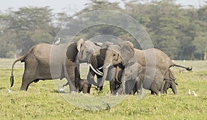 Elephants protecting new born calf.
