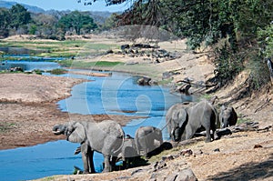 Elephants quenching thirst