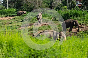 Elephants that are raised And have control in the zoo. Surin, Thailand