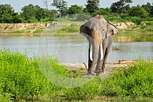 Elephants that are raised And have control in the zoo. Surin, Thailand