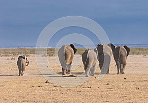 Elephants, rear view, amboseli, Kenya photo