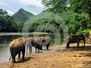 Elephants relaxing by the Khwae Yai river at the Elephant World sanctuary outside of Kanchanaburi, Thailand.