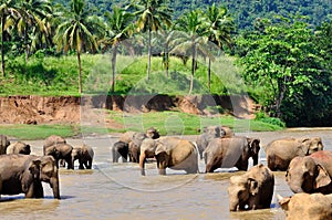 Elephants river