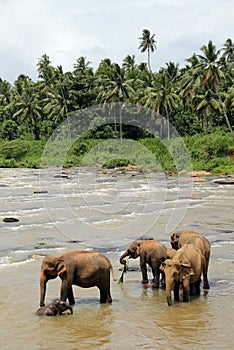 Elephants in River