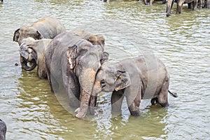 Elephants in the river in Pinnawella