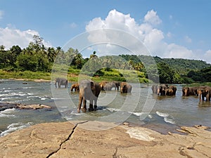 Elephants in river in Srilanka