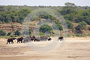 Elephants in a riverbed