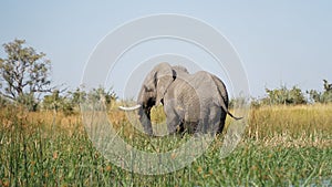 Elephants roaming in the wetlands of the Okavango Delta in Botswana, Africa.