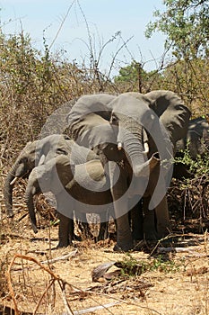 Elephants of Ruaha