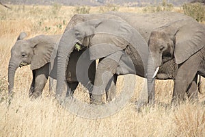 Elephants at Ruaha national park ,Tanzania east Africa.