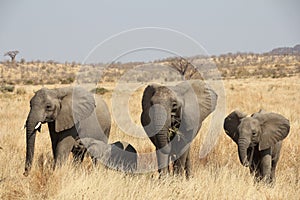 Elephants at Ruaha national park ,Tanzania east Africa.