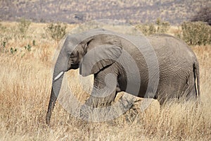 Elephants at Ruaha national park ,Tanzania east Africa.