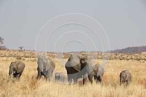 Elephants at Ruaha national park ,Tanzania east Africa.