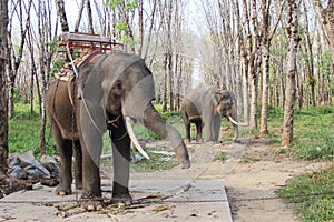 Elephants on rubber tree plantation